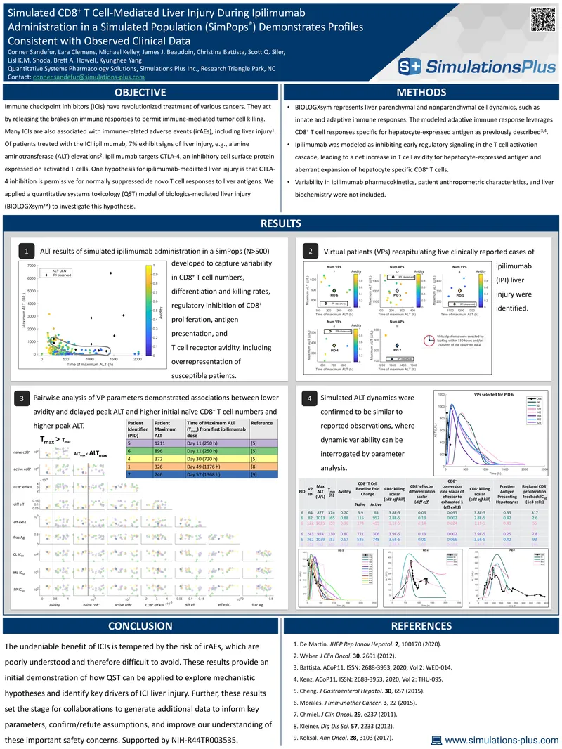 Simulated CD8+ T Cell-Mediated Liver Injury During Ipilimumab Administration