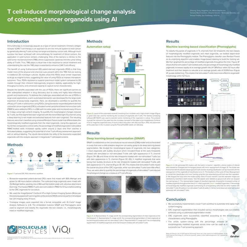 T Cell-Induced Morphological Change Analysis in Colorectal Cancer Organoids